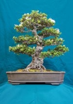 Satsuki Azalea Bonsai Tree - GS2016 Bonsai Show