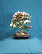 Azaelea Bonsai Tree - GS2016 Bonsai Show