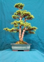 Larch Bonsai Tree - GS2016 Bonsai Show