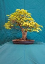 Maple Bonsai Tree - GS2016 Bonsai Show