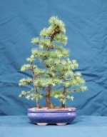 Japanese Larch Bonsai Tree - GS2016 Bonsai Show