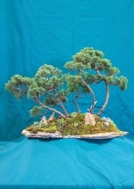 Chinese Juniper Bonsai Tree - GS2016 Bonsai Show