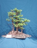 Larch Bonsai Tree - GS2016 Bonsai Show