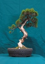 Chinese Juniper Bonsai Tree - GS2016 Bonsai Show