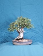 Yew Bonsai Tree - GS2016 Bonsai Show