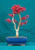 Japanese Maple Bonsai Tree - GS2016 Bonsai Show