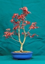 Japanese Maple Bonsai Tree - GS2016 Bonsai Show