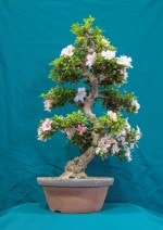 Satsuki Azalea 'Kaho' Bonsai Tree - GS2016 Bonsai Show