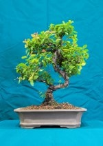 Chinese Plum Bonsai