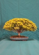 Acer Bonsai Tree - GS2016 Bonsai Show