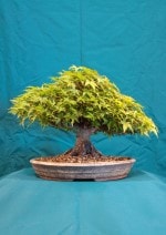 Maple Bonsai Tree - GS2016 Bonsai Show