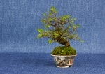 Chinese Elm Bonsai