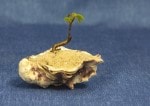 Common Rowan Bonsai