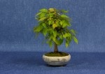 Japanese Elm Bonsai Tree - GS2017 Bonsai Show