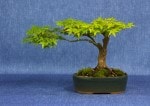 Kyhome Acer Bonsai