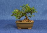 Cotoneaster Bonsai