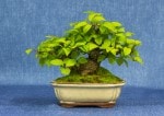 Japanese Holly Bonsai Tree - GS2017 Bonsai Show