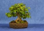 Trident Maple  Bonsai