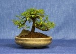 Cotoneaster Bonsai