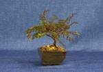 Mountain Ash Bonsai