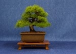 White Pine Bonsai Tree - GS2017 Bonsai Show