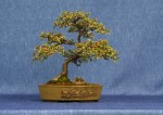 Cotoneaster Bonsai