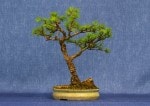 Larch Bonsai