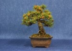 White Pine Bonsai