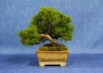 Chinese Juniper Bonsai Tree - GS2017 Bonsai Show