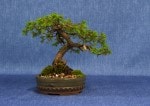 Common Juniper Bonsai