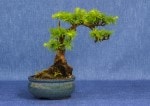 European Larch Bonsai