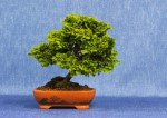 Hinoki Cypress Bonsai Tree - GS2017 Bonsai Show