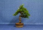 Larch Bonsai