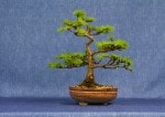 Japanese Larch Bonsai