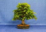 Maple Bonsai Tree - GS2017 Bonsai Show