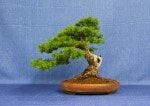 Larch Bonsai