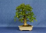 European Hornbeam Bonsai