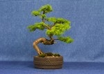 European Larch Bonsai