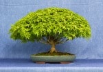 Kiyhime Maple Bonsai Tree - GS2017 Bonsai Show