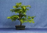 Hornbeam Bonsai