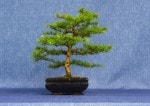 Larch Bonsai