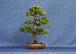 Chamaecyparis Bonsai