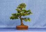 Chamaecyparus Bonsai