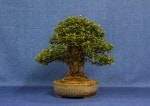 Cotoneaster Bonsai Tree - GS2017 Bonsai Show