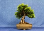 Yew Bonsai