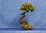 Japanese White Pine Bonsai