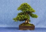 Cotoneaster Bonsai