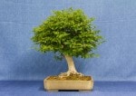 Winged Spindle Tree Bonsai Tree - GS2017 Bonsai Show