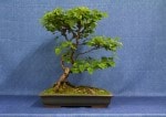 Silver Birch Bonsai