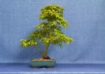 Mountain Maple Bonsai